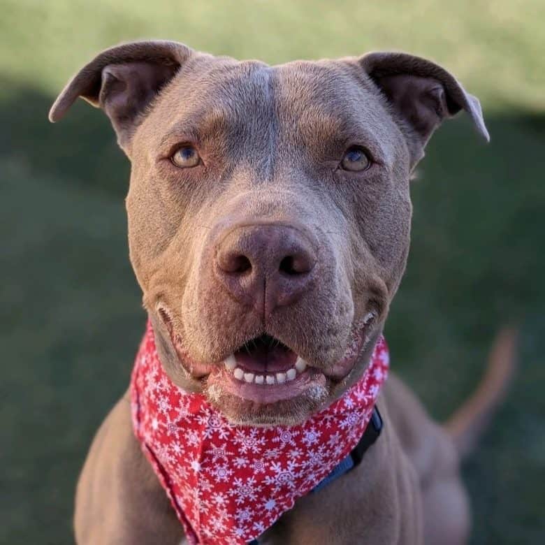 Weimaraner and Pit Bull mix dog wearing Christmas Scarf