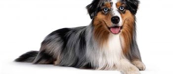 Well-groomed Blue Merle Australian Shepherd dog
