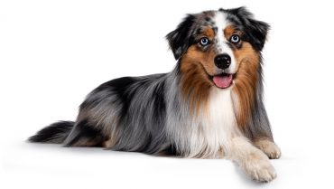 Well-groomed Blue Merle Australian Shepherd dog