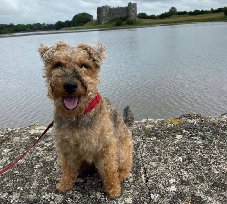 Welsh Terrier and Schnauzer mix dog sitting near the lake