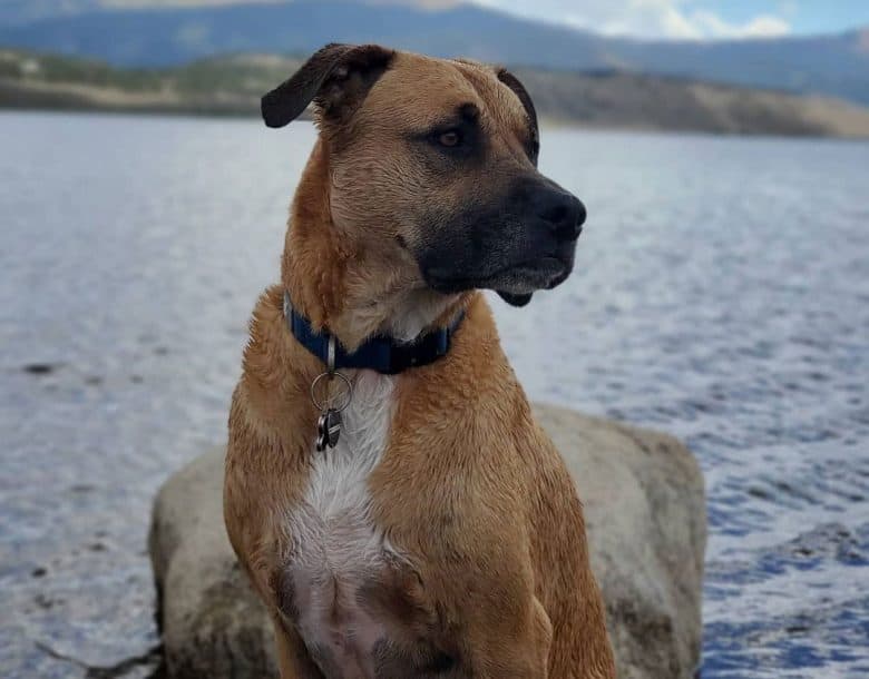 Wet Bull Mastiff and Pit Bull mix dog posing on the sea