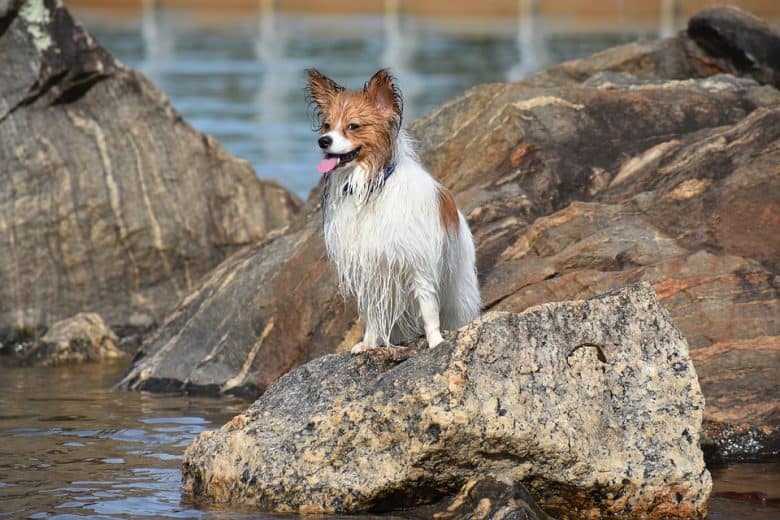 A wet Papillon puppy