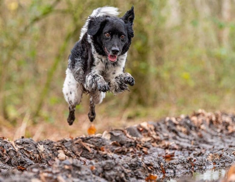 Wetterhoun leaping and jumping high