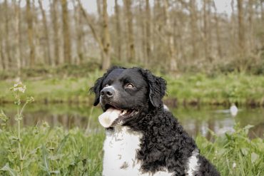 adorable Wetterhoun looking up with a lake behind
