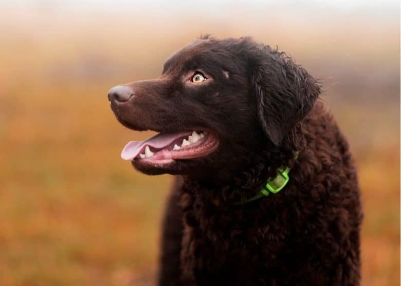 A Wetterhoun wearing a lime green collar looking on right