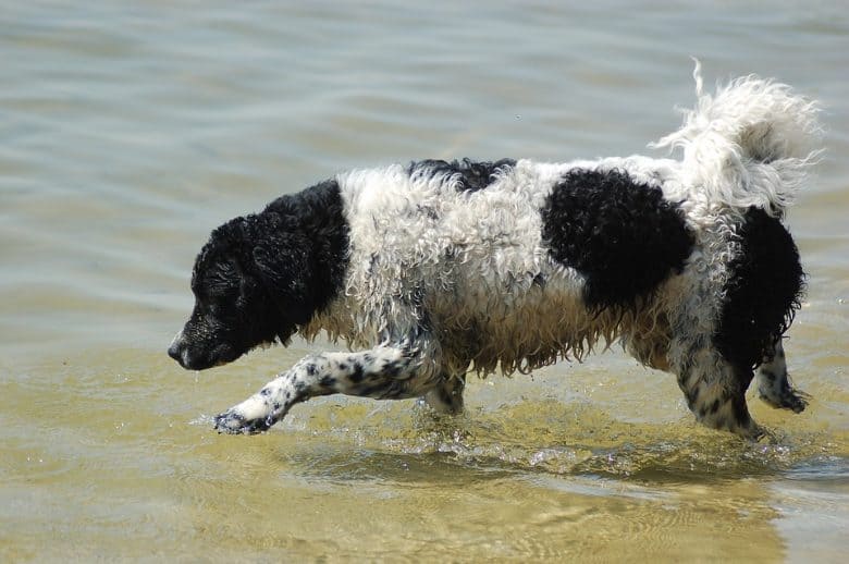 Wetterhoun playing on the water