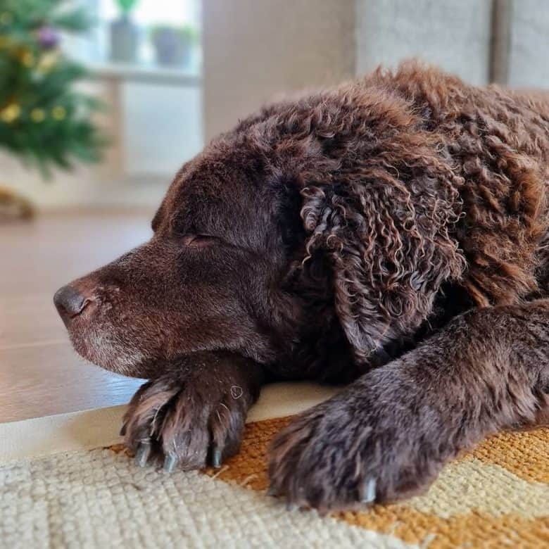 A Wetterhoun dog sleeping