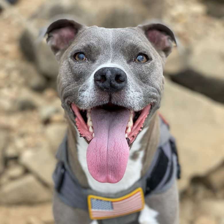 Whippet and Pit Bull mix dog portrait
