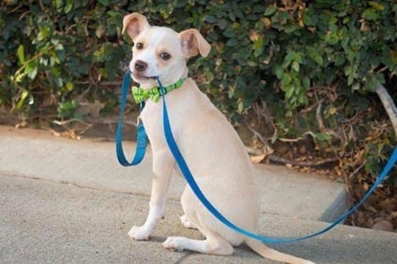 Whippet Beagle mix dog chewing its leash