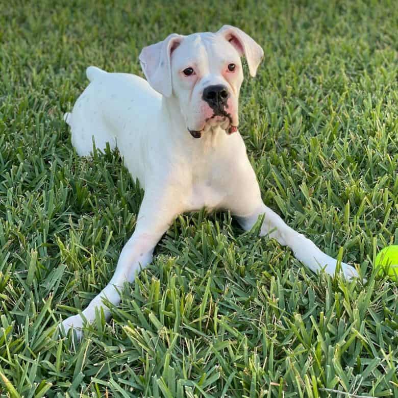 White Boxer dog ready to play