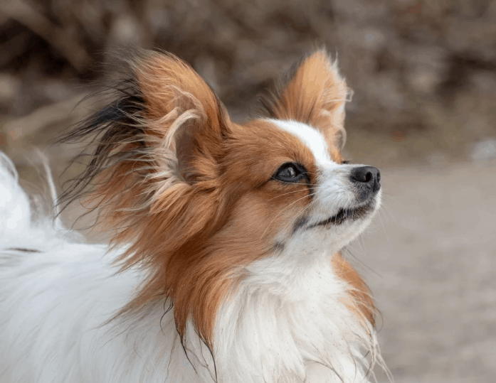 a white and brown Papillon dog looking up