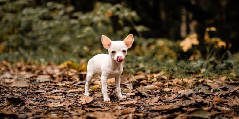 White Chihuahua dog in a forest