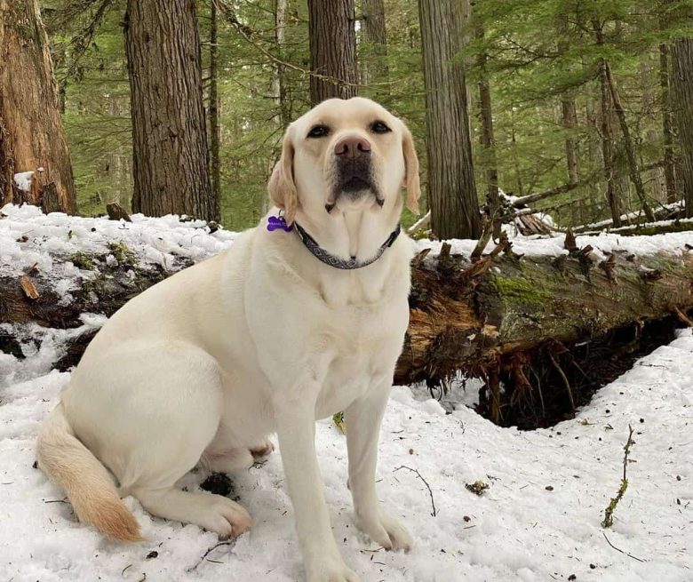 White Labrador Retriever dog sitting on the snow