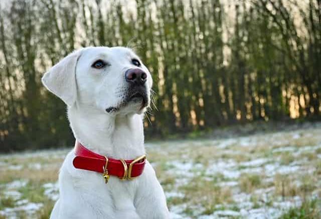 White Labrador Retriever dog wearing red collar