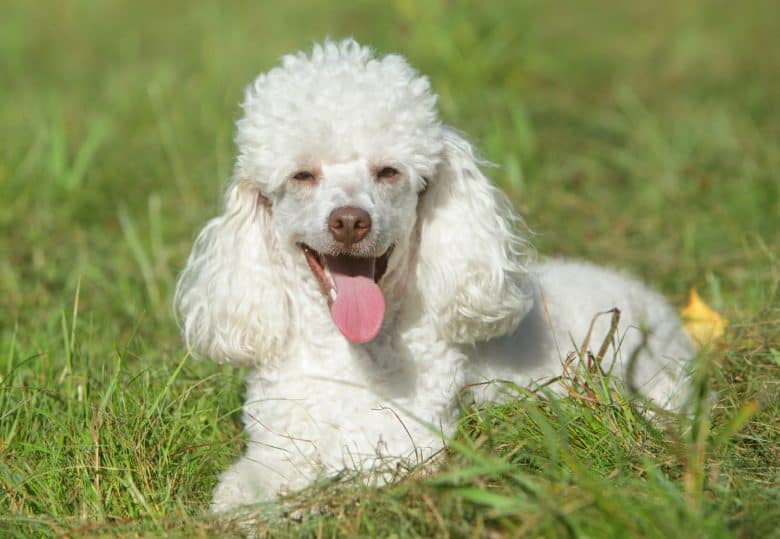 Ein weißer Miniaturpudel, der auf Gras liegt