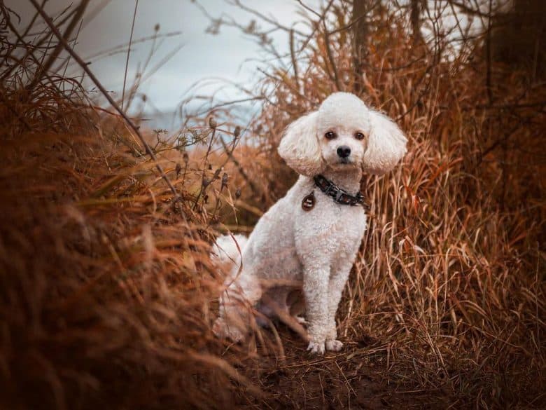  Un Caniche Miniatura blanco posando para una foto en un prado seco