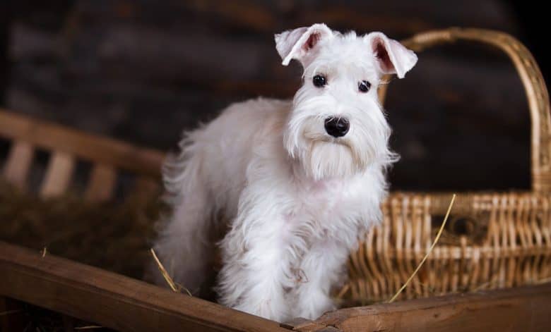 Lovely white miniature schnauzer dog