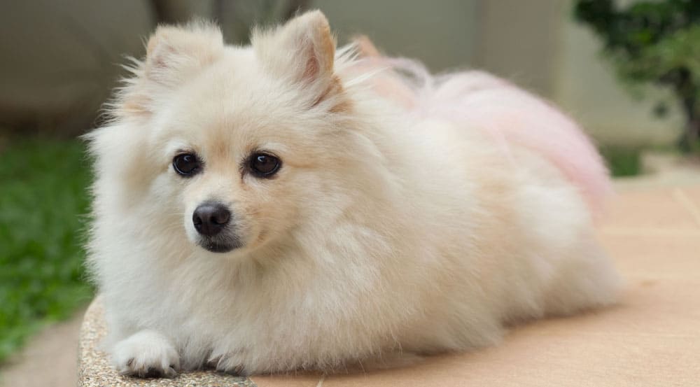 Get to know all the colors of the Pomeranian K9 Web