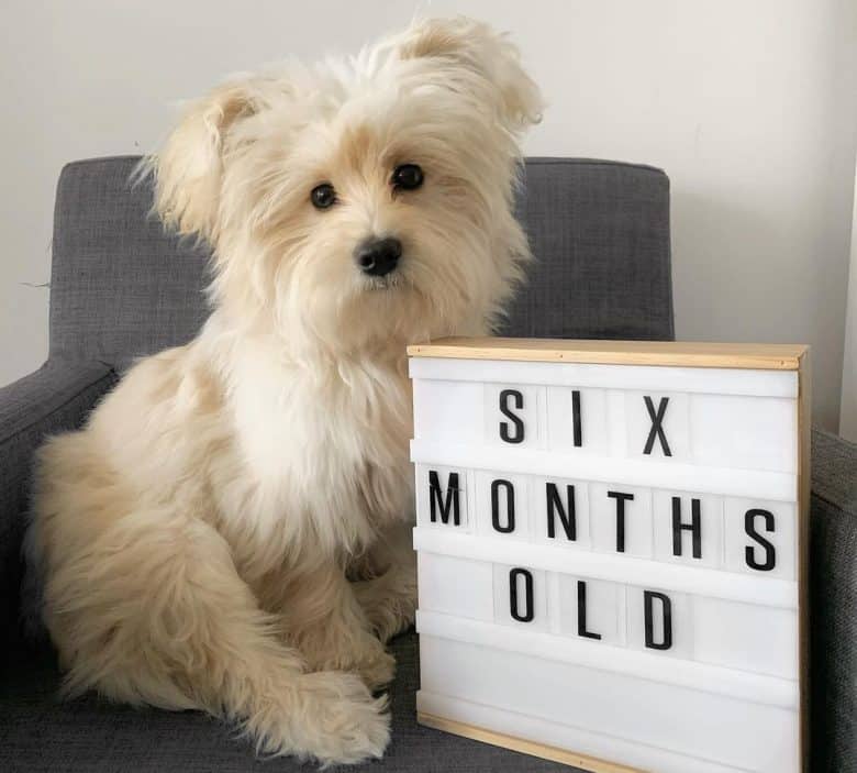 A 6-month old white Pomeranian Maltese mix puppy