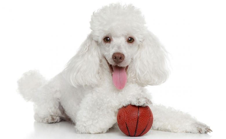 White Poodle dog playing ball toy