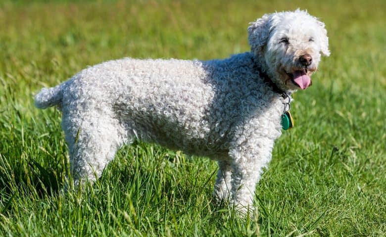 White Poodle dog standing on the grass