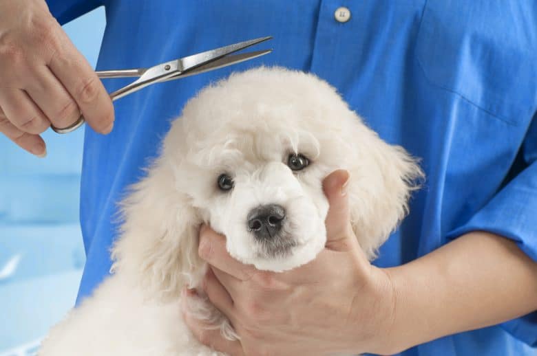 Un barboncino bianco che ha un taglio di capelli in un salone per cani