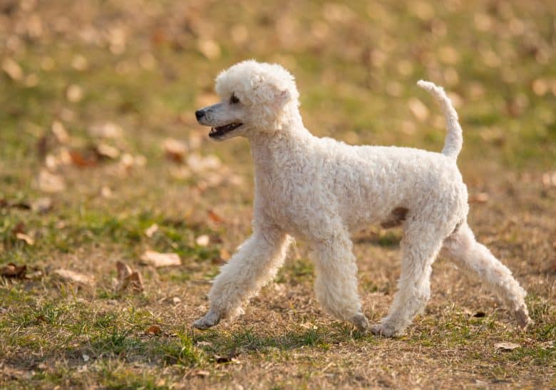 White Poodle walking on a lawn