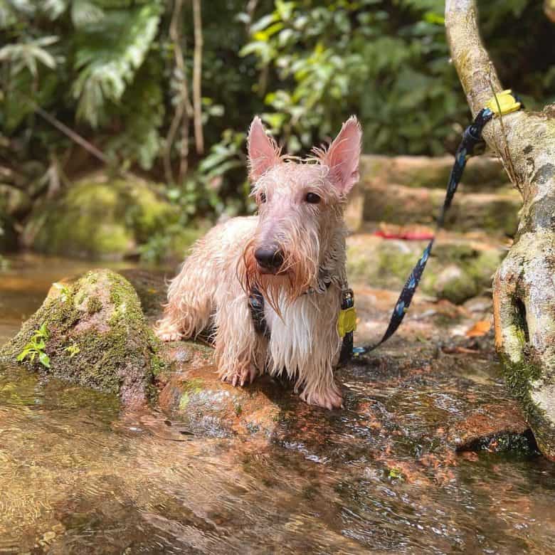 A wet white Scottie dog after swimming in a stream