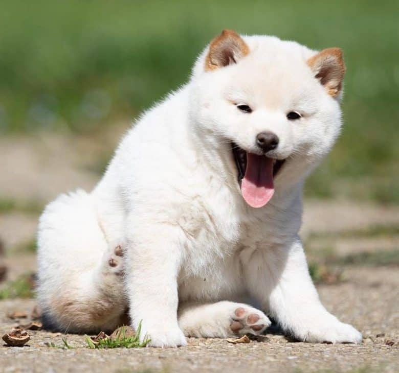 A white Shiba Inu puppy smiling while sitting under the sun