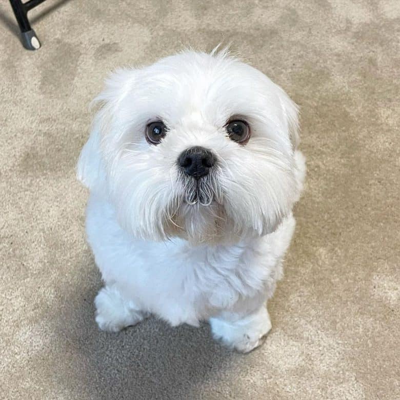 a white Shih Tzu ears down looking so lovable