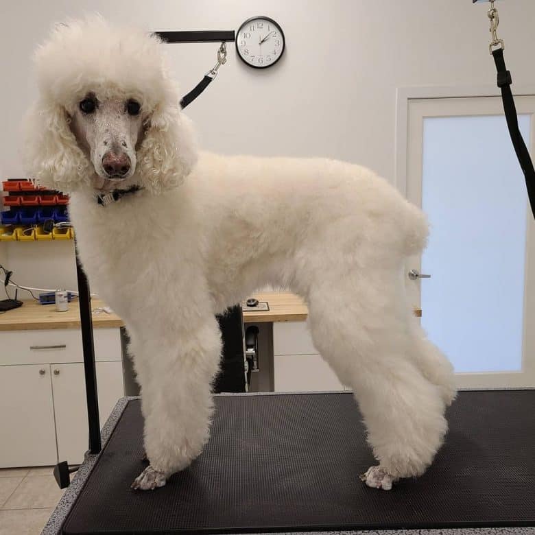 A white Standard Poodle having its routinely grooming