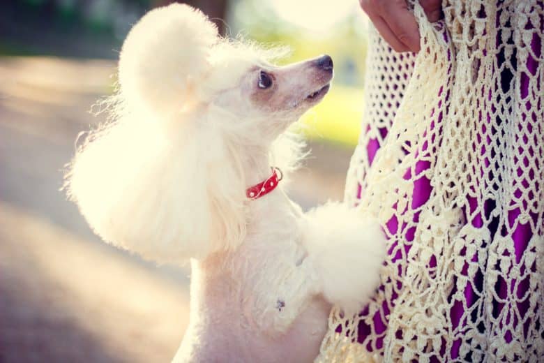 White Standard Poodle standing on its owner