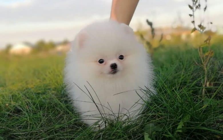 A white Miniature boy Pomeranian on grass