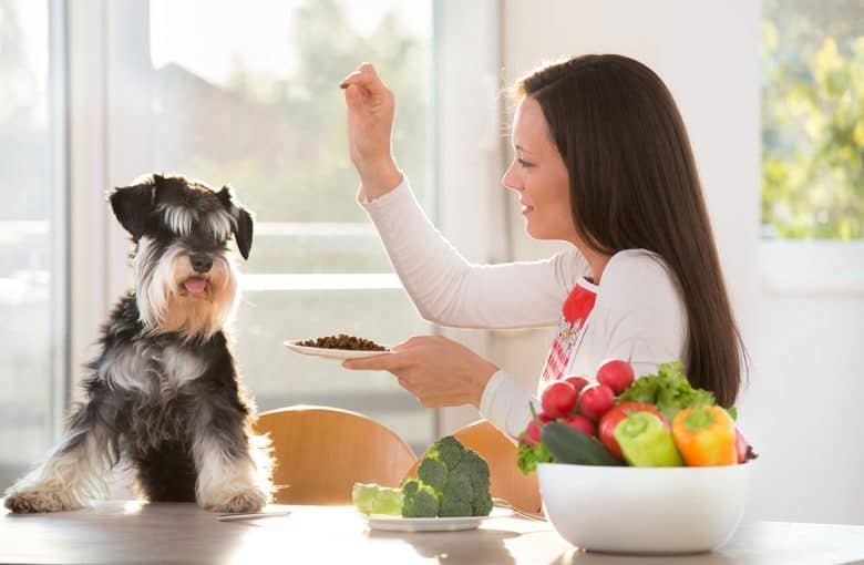 Woman feeding a Miniature Schnauzer dog