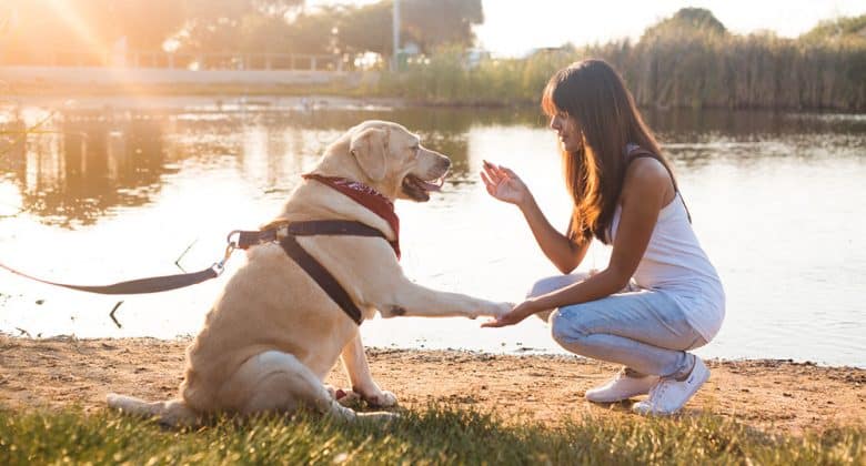 Woman teaching Labrador dog on the riverside