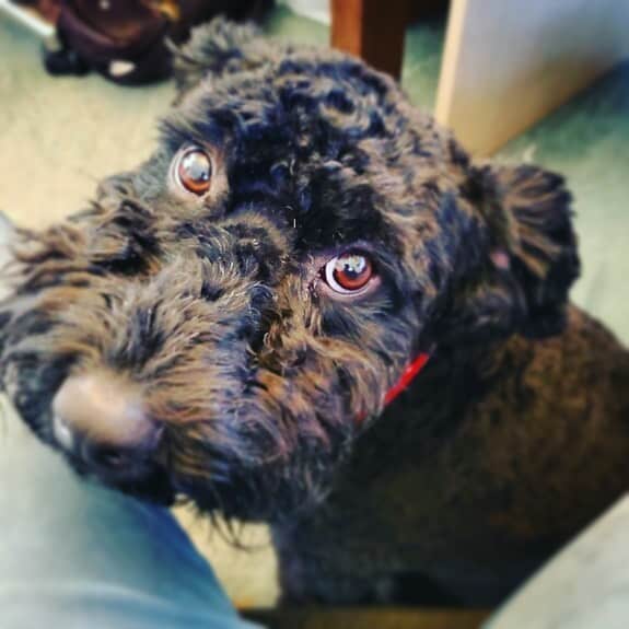The eyes of a wonderer Kerry Blue Terrier