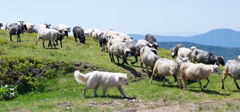 Working dogs protect sheeps that graze on the slope