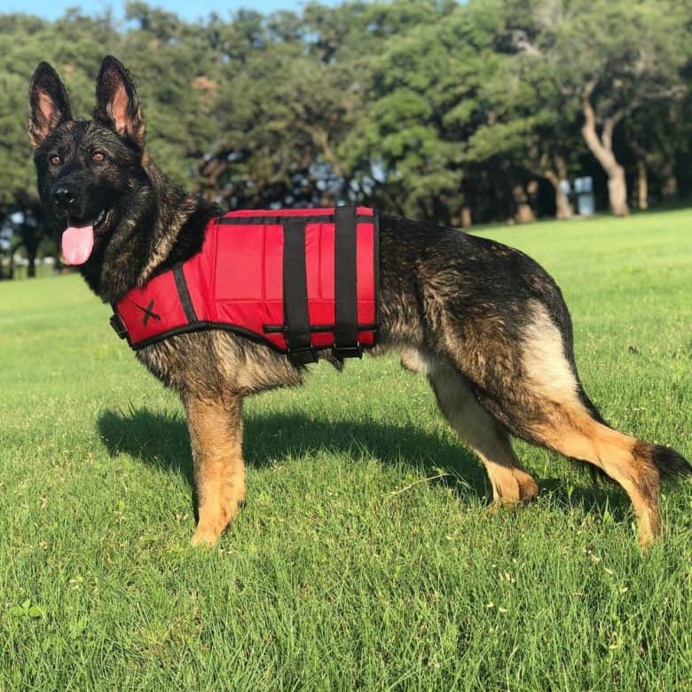 A working Sable GSD wearing a red dog vest standing on a field
