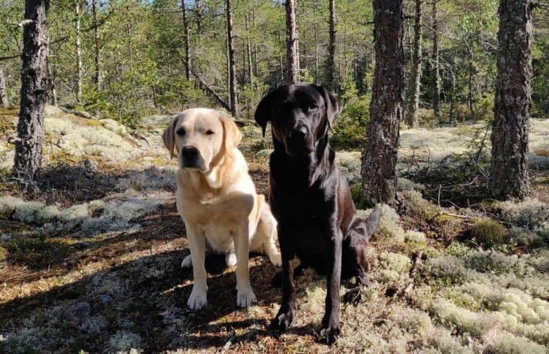 Yellow and black American Labrador dogs