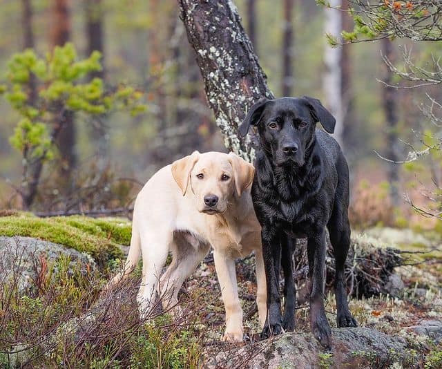 Yellow and black Labrador Retriever dogs