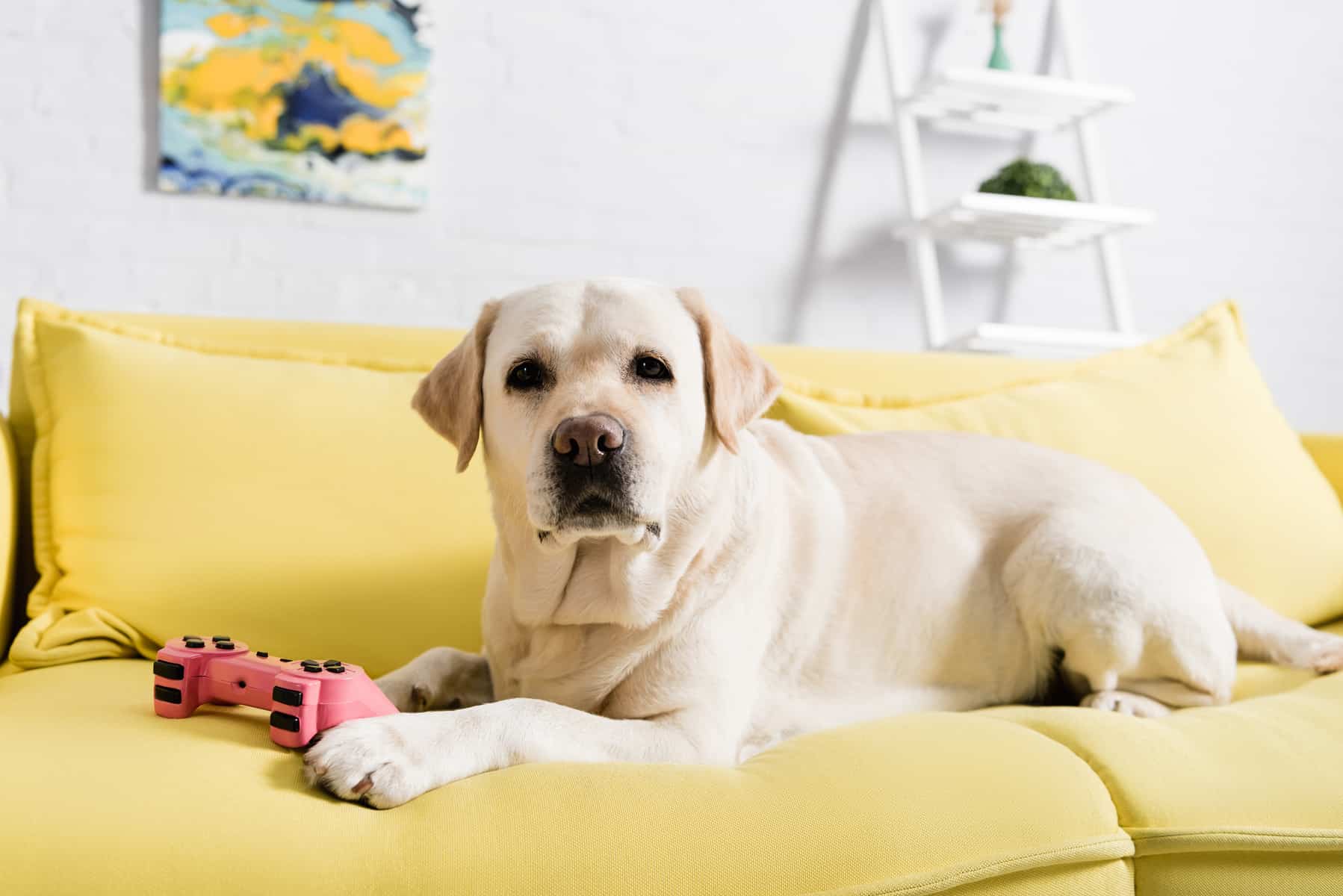 Yellow Labrador Retriever dog lying on the sofa