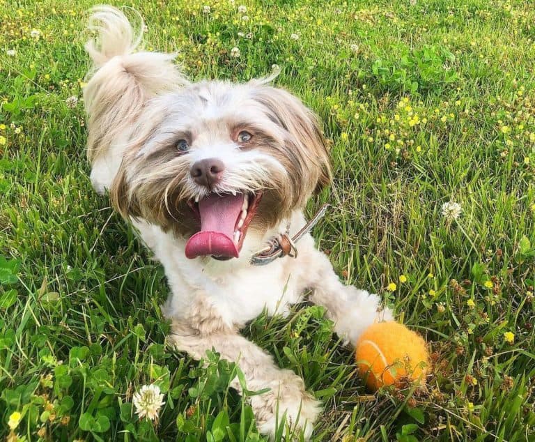 40 Australian Shepherd mixes you should get to know K9 