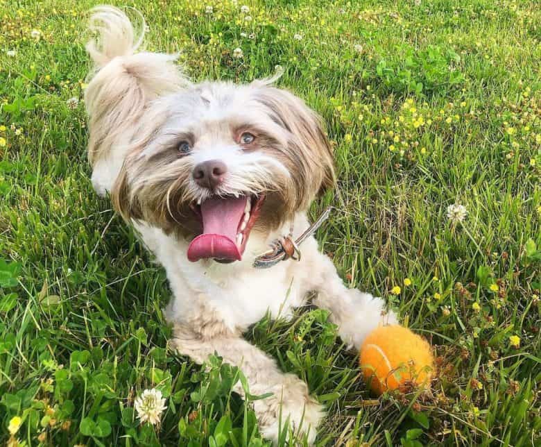 Yorkie Aussie mix dog playing on the field