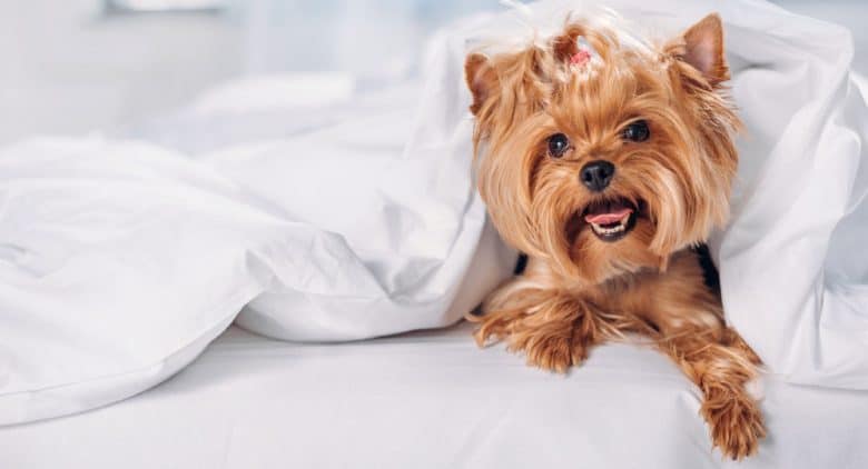Yorkshire Terrier dog lying on the bed covered with blanket