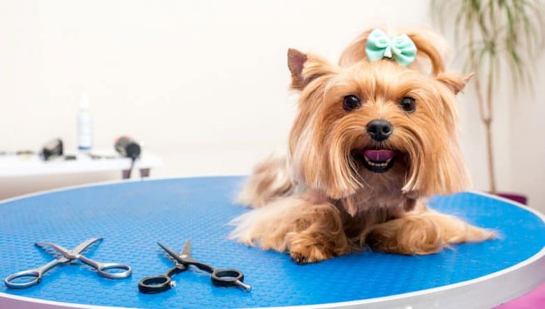 Yorkshire Terrier dog lying on the grooming table with scissors