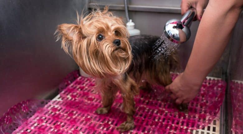 Yorkshire Terrier dog taking a bath