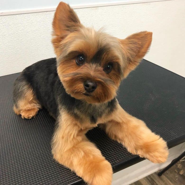 Yorkshire Terrier dog with a teddy bear haircut