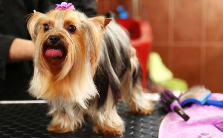 Yorkshire Terrier dog with a 3-layered stock haircut