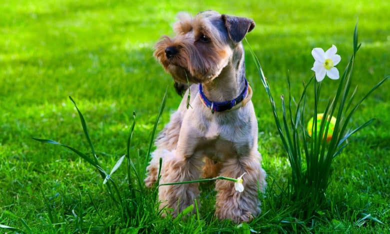 Yorkshire Terrier with a Schnauzer trim style
