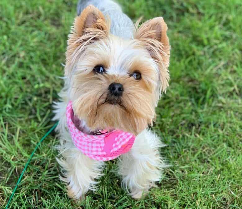 do yorkshire terriers need haircuts